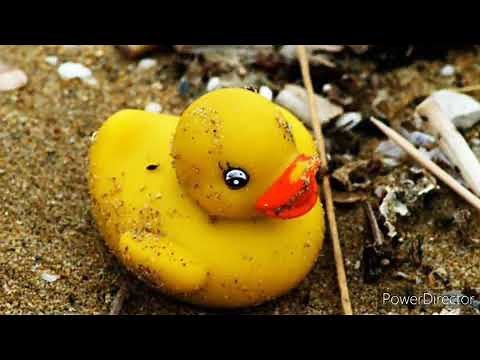 Friendly floatees and the Ocean Currents | their types | importance