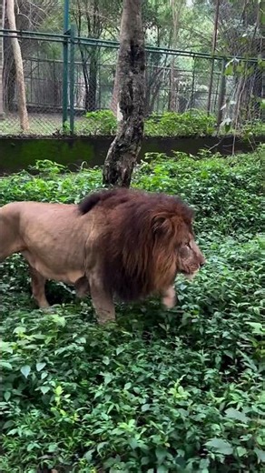 2. Bannerghatta National Park Safari | Lion, Tiger, Bear & More 🐯