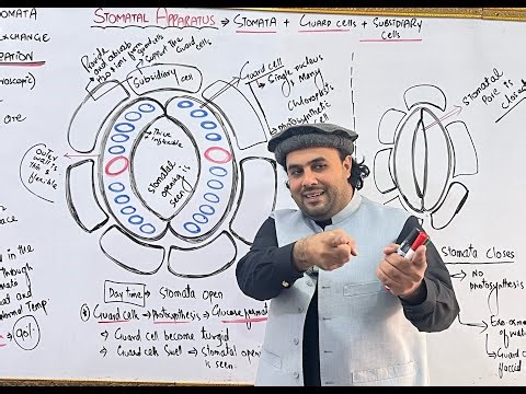 Lecture no 2 | Role of stomata in gaseous exchange and transpiration | Biology zone |