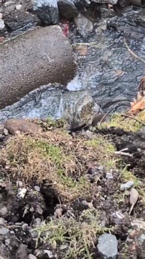 I snuck in wasn't supposed to then I dropped my keys in the creek 🤣😆