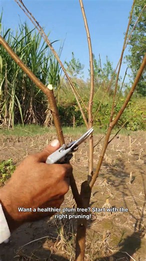 First-Year Plum Tree Pruning: Start Right for Better Growth! #Plumtree #pruning #shorts #satisfying