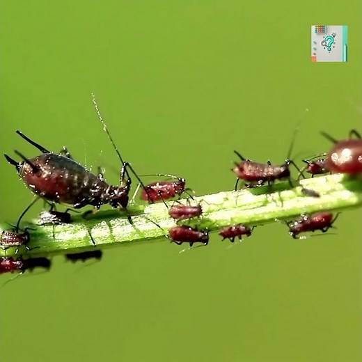 How Aphids Give Birth Without Mating