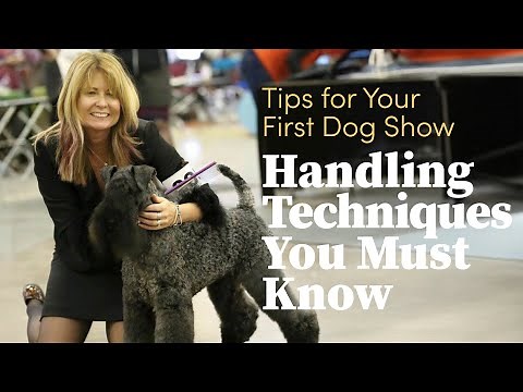 Handling Techniques You Must Know - Tips For Your First Dog Show