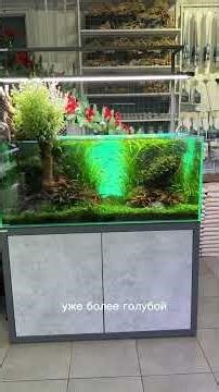 Which background color did you like best? #aquarium #aquarist #mashablum