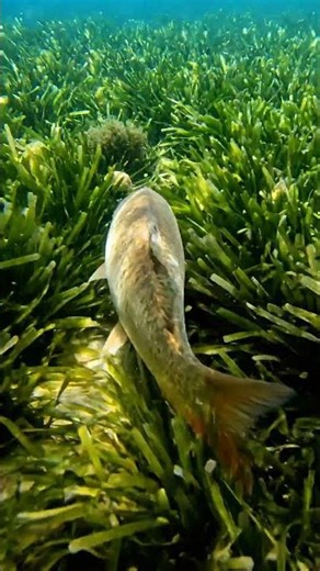 🎣 CRAZY Fish Biting Frenzy! 🤯 You WON'T Believe What Happened! #fishing #shorts