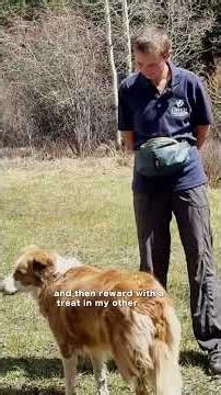 The No 1. Skill You Need To Teach Your Dog!