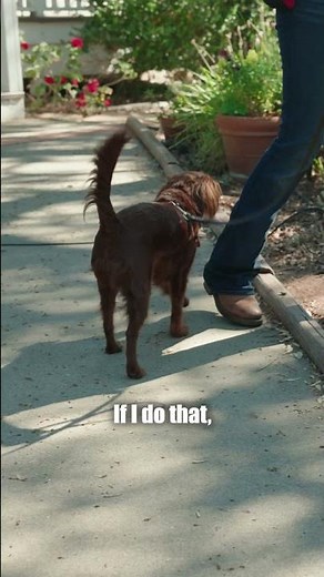 Biggest Mistake That Keeps Dogs Peeing in the House