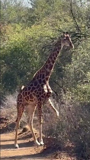 Unbelievable Giraffe Hunt: The Perfect Headshot! #hunting #giraffe #riflemen #usa #shorts