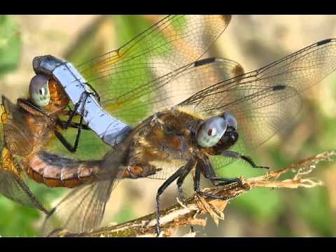 MAC01 Le cycle de vie des libellules