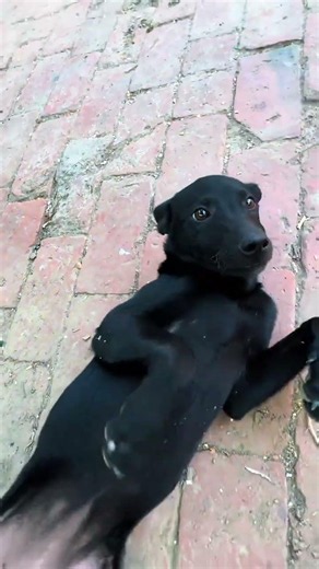 Unleashing the Cutest Fierce Pup