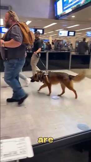 Why You Need a German Shepherd in Your Life! 🐕❤️ #shorts #dog #puppy #germanshepherd #pets