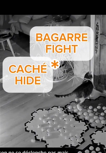 J’ai longtemps cru que ce type d’appui (régulier mais pas si fréquent non plus) était accidentel, notamment parce qu’il n’attend pas de réponse de ma part (voire je ne suis même pas dans la pièce) et que les appuis paraissent trop rapides pour avoir été réfléchis. Mais plus les cas se multiplient et paraissent cohérents entre eux, plus je me demande s’il n’utiliserait pas en fait les boutons pour communiquer aussi avec Thalès, mais différemment alors de la façon dont il les utilise avec moi — de