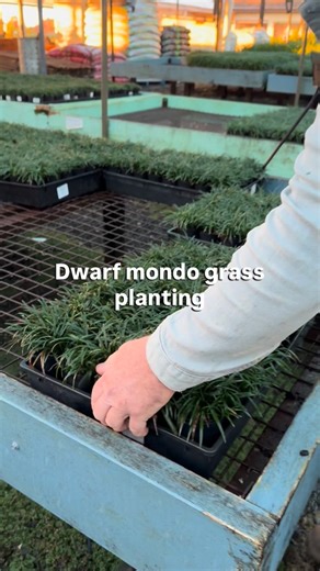 DWARF MONDO PLANTING - for this project we are integrating groups of topiary spheres in to an existing garden space. Around the box plants we are creating a ‘lawn’ of dwarf mono grass #mondograss #andrewstarkgardendesign #andrewstarkgardens | Andrew Stark. Garden Design