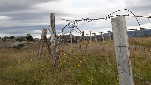 Moose calf caught in barbed wire fence rescued in northern Saskatchewan
