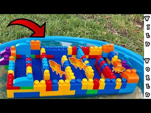 The LEGO fish maze experiment: Which species actually figures it out?