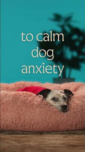 The Dog Channel: Calm Pet Anxiety During Fireworks White/Brown/Green/Pink Noise #dogslife