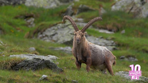 An alpine ibex appeared in the mountain grass