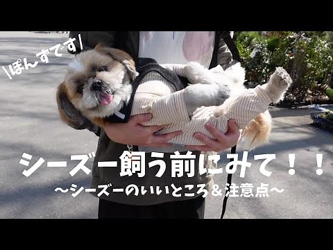 【犬種紹介】シーズーを飼う前に見てほしい動画｜シーズーのいいところ＆注意点を紹介します！