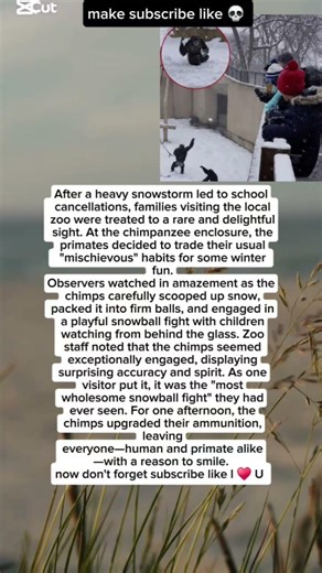 Chimps Swap Pranks for Snowballs♥️