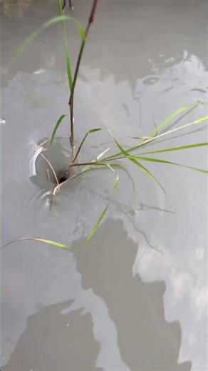 Amazing Water Vortex Experiment!? #whrilpool #experiment #experiments #vortex #waterexperiments