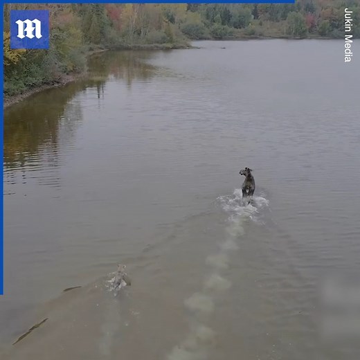 143K views · 480 reactions | This moose is desperately trying to fend off a hungry wolf who wants food for its pack!  | Daily Mail Video | Facebook