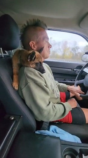 Mohawks Malinois - World Class Belgian Malinois - Bowling Green, Kentucky - Mohawks Ed'ee (Rita and Bear) is a very nice 12 week old Belgian Malinois - Hold Back and Train Program - Our Dogs Get The Job Done - 😁😁 In Home Born and Raised - Not in a KENNEL Be a Mohawks Malinois Family Member 2025/26 - Contact us about: Planned Breeding's, Up and Coming Litters, Available Puppies and Dogs with Training - Visitors are Always Welcome - Breeders and Trainers Paula Daigle and John Wiitanen (Mohawk Jo