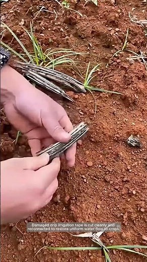 Repairing a Drip Irrigation Line in the Field
