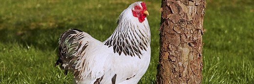 Sussex Chicken Breed 101: Complete Care Guide (2026)