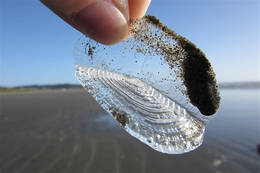 SF beaches are covered in what look like crispy, clear potato chips