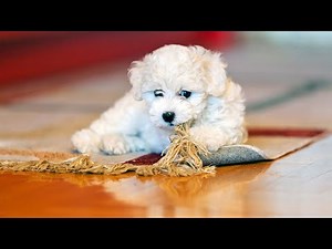 How to Groom a Bichon Frise - A Guide for Beginners