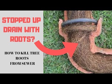 How to get rid of Tree Roots from the sewer drain line