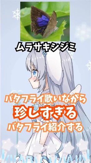 バタフライ歌いながらバタフライを紹介する！ / Butterfly 木村カエラ【 歌ってみた 】#shorts