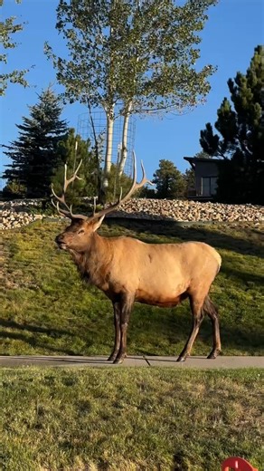 Total fake-out! 😂 This bull elk looked like he was ready to drop a monster bugle...what is this? Yawn or a gag? #wildanimals #elk #bullelk #coloradowildlife #wildlifephotography #nature #foryoupageシ #reels #wildlife #estespark #colorado | The Untamed View