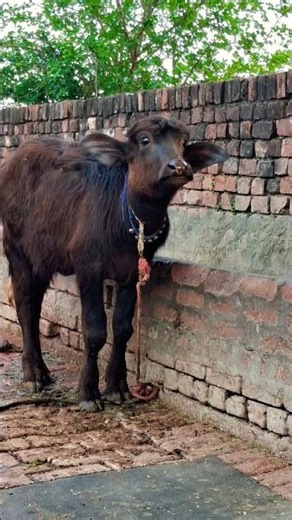 Cute Baby Buffalo Calling Mom 🐃❤️ | Village Animal Sounds#animalshorts