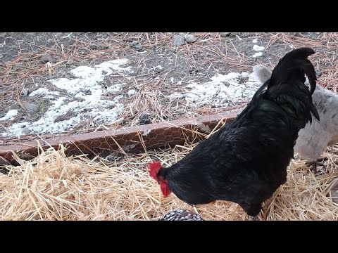❄️ Snowy Day Treats My Flock Enjoying Scratch Live 🐔