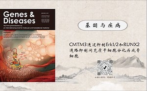 Genes & Diseases | CMTM3通过抑制Erk1/2和RUNX2通路抑制间充质干细胞分化为成骨细胞