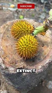 Top 5 Fruits That Almost Went Extinct! #fruit #fruitlovers #rarefruits