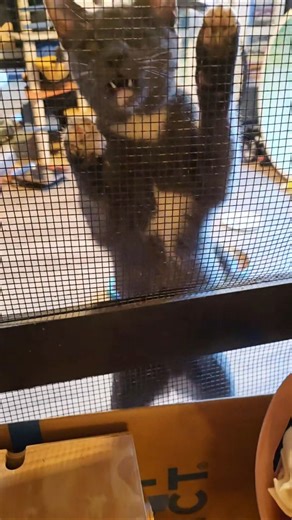 This FEROCIOUS cat.... 🤣🤣🤣