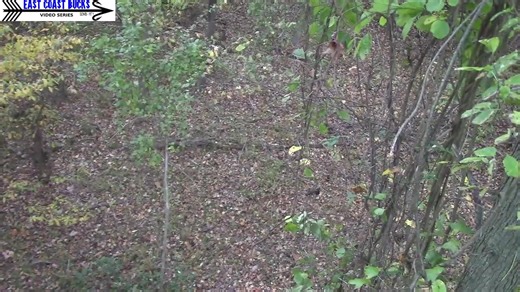 Alright so this one is just a tad longer and it was such a cool Virginia hunt, I just couldn't leave out the grunt segment and also the second shot, towards the end. Quick set up - I hump all the way back deep on this tract of land with an idea of where I wanted to set up the day before this video segment. I set up at day break and no sooner do I sit down and start fooling with this new camera, all hell breaks loose coming off this short mountain at my right. This dude is just bulldozing his way