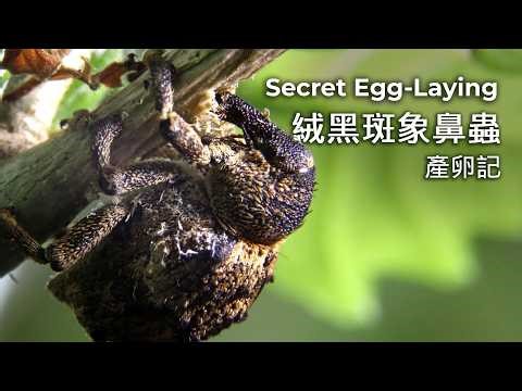 像鳥屎的偽裝高手—絨黑斑象鼻蟲的產卵紀錄｜Not Bird Droppings — A Weevil’s Hidden Egg-Laying Strategy