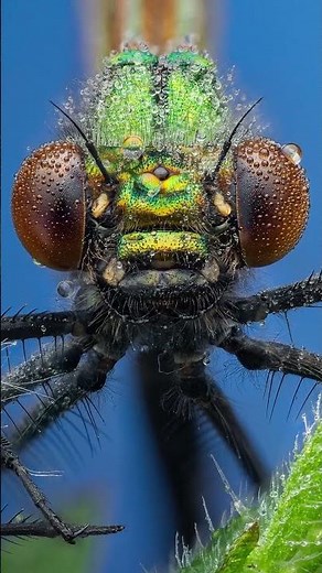 POV Macro Photography With The Olympus 60mm f/2.8 #macrophotography #damselfly #omsystem