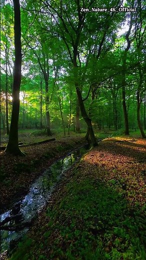 4K Sunlight Through Green Forest | Peaceful Woodland Walk