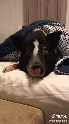 #minipig #animalsoftiktok #DiceRoll #fyp #foryou #piggy #danceydance