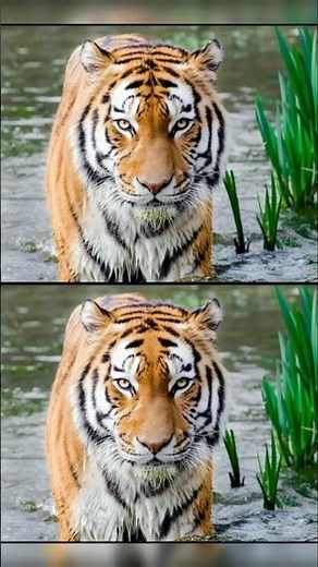 gonoodle brain Breaks for kindergarten Brain Break Games for Kids