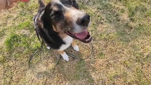 ‼️ Liebe DOGS Familie - WIR brauchen eure HILFE ‼️ Das ist Coffee!!! Coffee ist ein 9-jähriger kastrierter Huskymix und lebt im Rahmen der neuen Sendung "Die Unvermittelbaren" auf RTL von Martin Rütter seit letztem Samstag in Graz bei Lena, Andreas und deren vier Hunden. Die beiden haben die Aufgabe, Coffee einzuschätzen, mit ihm zu trainieren und ihn natürlich bestmöglich auf seine neuen Besitzer vorzubereiten. Das Training wird mit der Kamera begleitet und Coffee macht bereits erste Fortschrit
