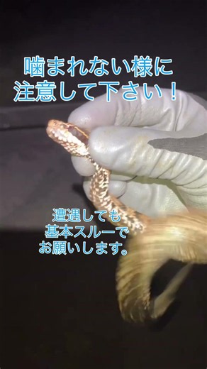 ニホンマムシを発見！！