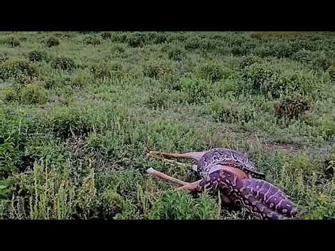 big python swallow big impala
