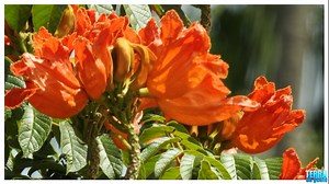 Conheça a flor flamejante que inspirou Nando Reis a compor a música 'espatódea' para a sua filha, que assim como ele, também tem o cabelo ruivo. | Terra da Gente