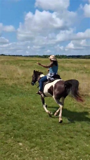 Tennessee walking horse
