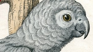 68K views · 200 reactions | Strange Heartland History: When Andrew Jackson’s parrot got kicked out of his funeral for swearing | Rated Red | Facebook